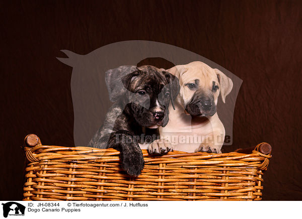 Dogo Canario Welpen / Dogo Canario Puppies / JH-08344