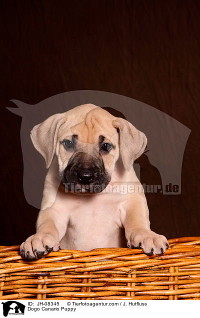 Dogo Canario Welpe / Dogo Canario Puppy / JH-08345