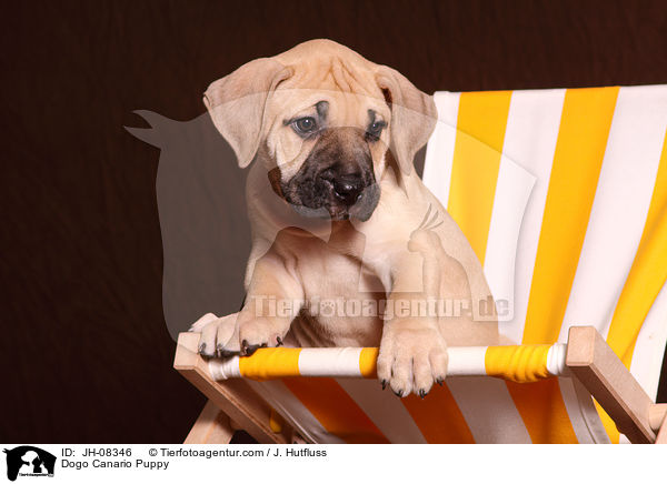 Dogo Canario Welpe / Dogo Canario Puppy / JH-08346