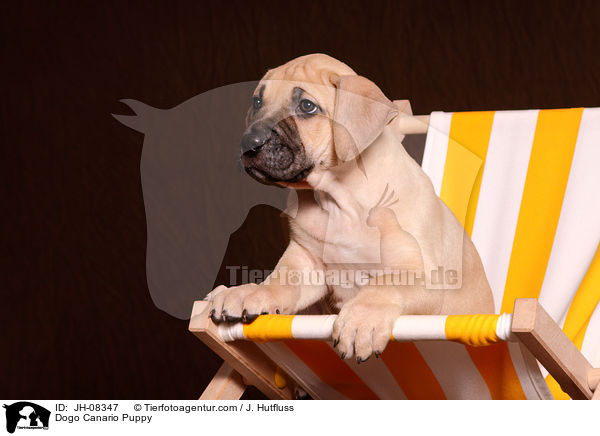 Dogo Canario Welpe / Dogo Canario Puppy / JH-08347