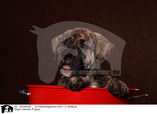 Dogo Canario Welpe / Dogo Canario Puppy / JH-08348