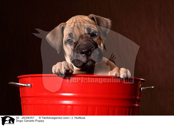 Dogo Canario Puppy / JH-08351