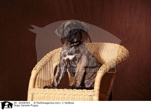 Dogo Canario Welpe / Dogo Canario Puppy / JH-08353