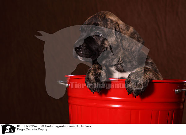 Dogo Canario Welpe / Dogo Canario Puppy / JH-08354