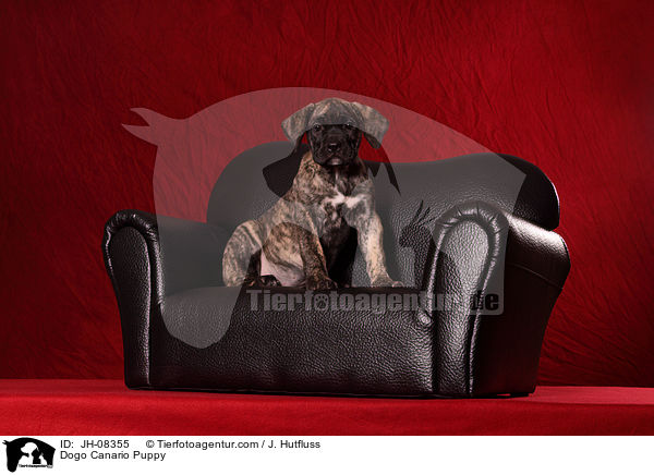 Dogo Canario Welpe / Dogo Canario Puppy / JH-08355
