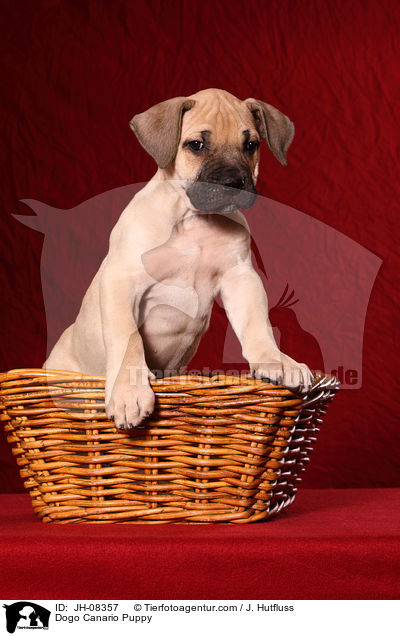 Dogo Canario Puppy / JH-08357