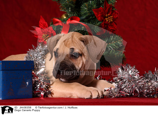 Dogo Canario Welpe / Dogo Canario Puppy / JH-08358
