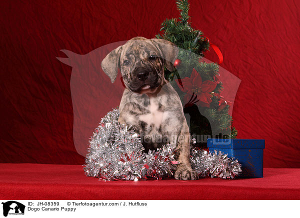 Dogo Canario Welpe / Dogo Canario Puppy / JH-08359