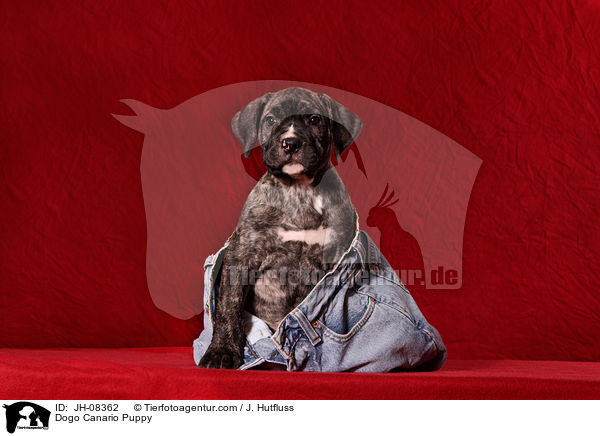 Dogo Canario Puppy / JH-08362