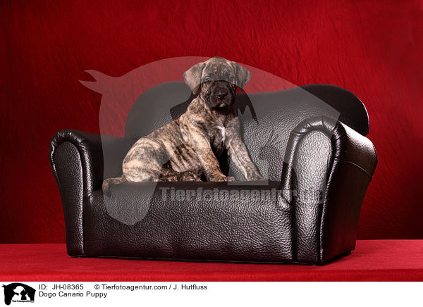 Dogo Canario Welpe / Dogo Canario Puppy / JH-08365