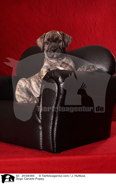 Dogo Canario Puppy / JH-08366
