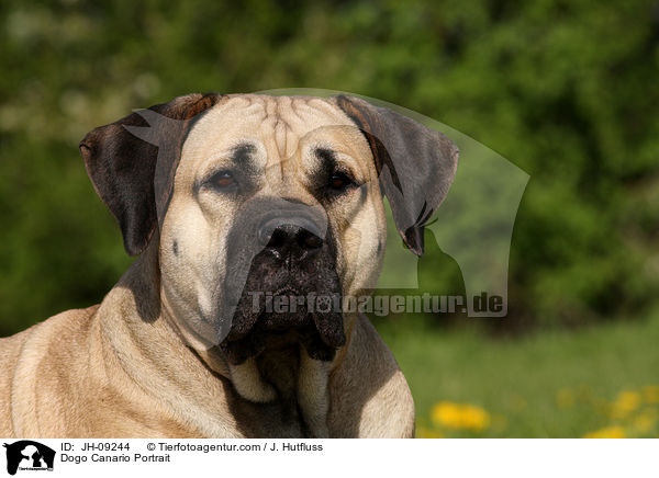 Dogo Canario Portrait / Dogo Canario Portrait / JH-09244