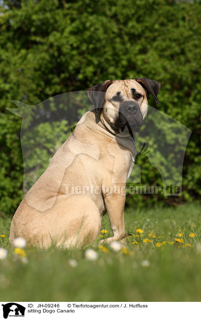 sitzender Dogo Canario / sitting Dogo Canario / JH-09246