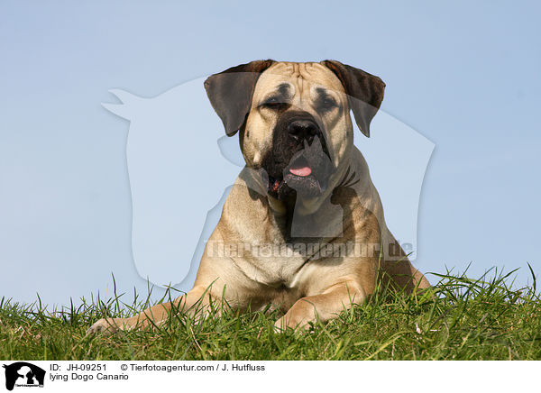 liegender Dogo Canario / lying Dogo Canario / JH-09251
