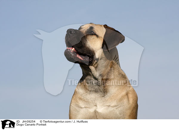 Dogo Canario Portrait / JH-09254