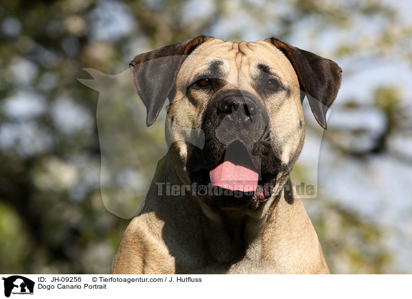 Dogo Canario Portrait / JH-09256