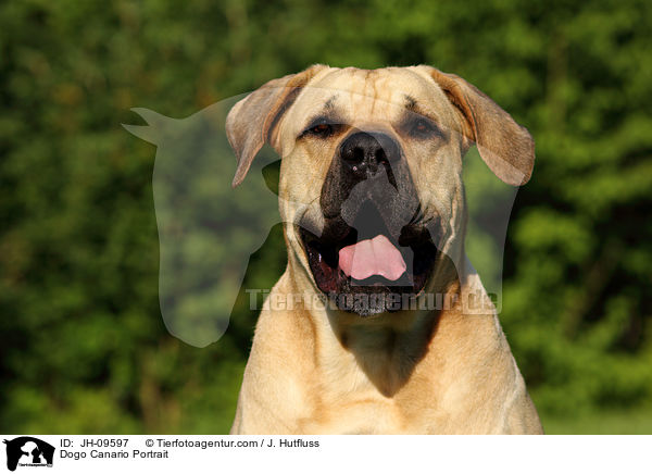 Dogo Canario Portrait / Dogo Canario Portrait / JH-09597