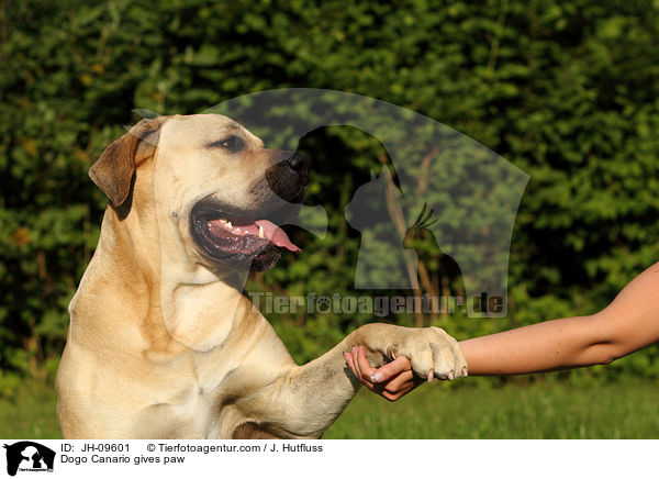 Dogo Canario gibt Pftchen / Dogo Canario gives paw / JH-09601