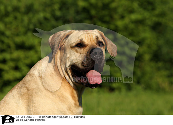 Dogo Canario Portrait / JH-09602