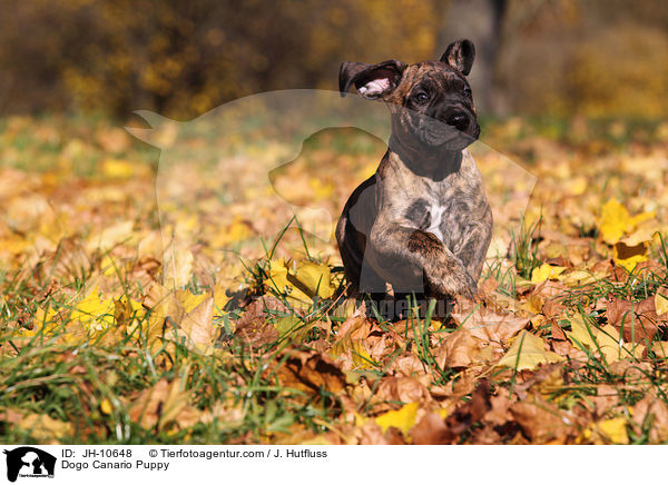 Dogo Canario Puppy / JH-10648