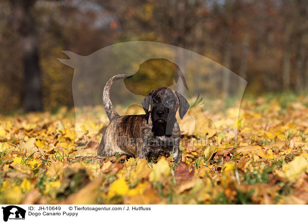 Dogo Canario Welpe / Dogo Canario Puppy / JH-10649