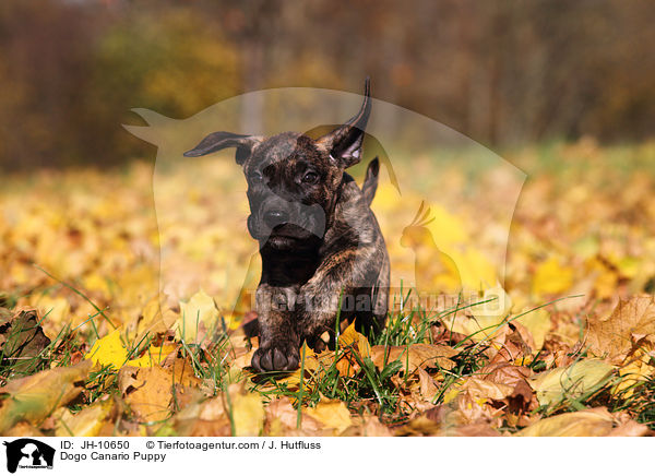 Dogo Canario Welpe / Dogo Canario Puppy / JH-10650
