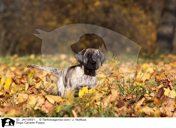 Dogo Canario Welpe / Dogo Canario Puppy / JH-10651