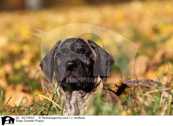 Dogo Canario Welpe / Dogo Canario Puppy / JH-10653
