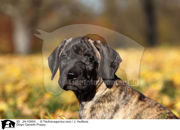 Dogo Canario Welpe / Dogo Canario Puppy / JH-10654