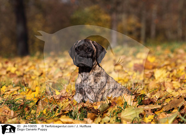 Dogo Canario Welpe / Dogo Canario Puppy / JH-10655