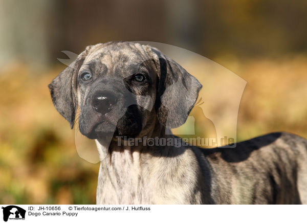 Dogo Canario Welpe / Dogo Canario Puppy / JH-10656