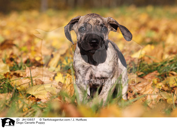 Dogo Canario Welpe / Dogo Canario Puppy / JH-10657