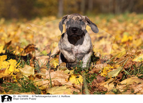 Dogo Canario Welpe / Dogo Canario Puppy / JH-10658