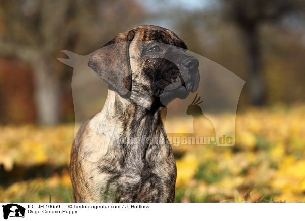 Dogo Canario Welpe / Dogo Canario Puppy / JH-10659