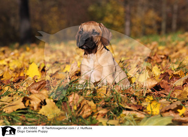 Dogo Canario Welpe / Dogo Canario Puppy / JH-10662