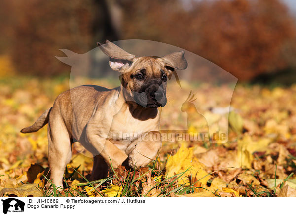 Dogo Canario Welpe / Dogo Canario Puppy / JH-10669