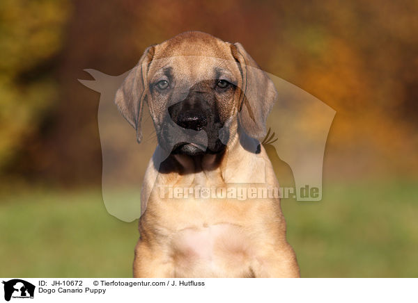 Dogo Canario Welpe / Dogo Canario Puppy / JH-10672