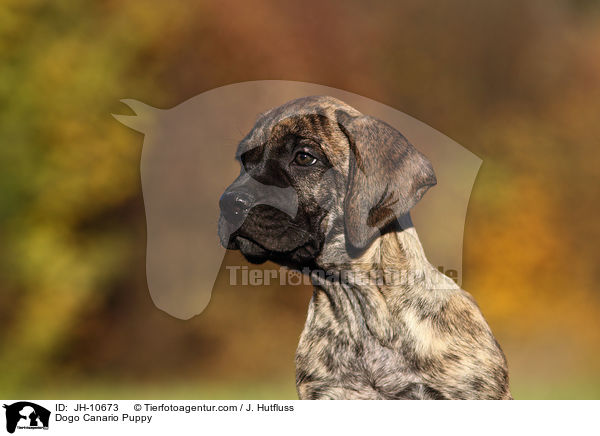 Dogo Canario Welpe / Dogo Canario Puppy / JH-10673