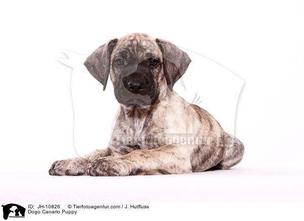 Dogo Canario Welpe / Dogo Canario Puppy / JH-10826