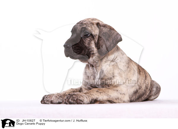 Dogo Canario Welpe / Dogo Canario Puppy / JH-10827