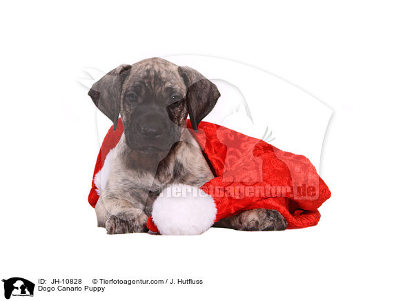 Dogo Canario Welpe / Dogo Canario Puppy / JH-10828