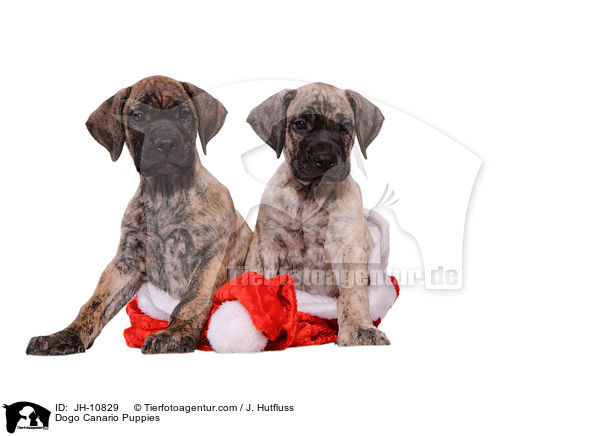 Dogo Canario Welpen / Dogo Canario Puppies / JH-10829