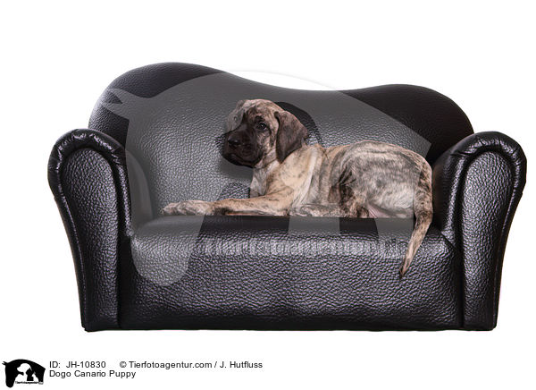 Dogo Canario Welpe / Dogo Canario Puppy / JH-10830