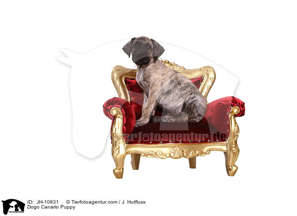 Dogo Canario Welpe / Dogo Canario Puppy / JH-10831