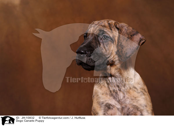 Dogo Canario Welpe / Dogo Canario Puppy / JH-10832
