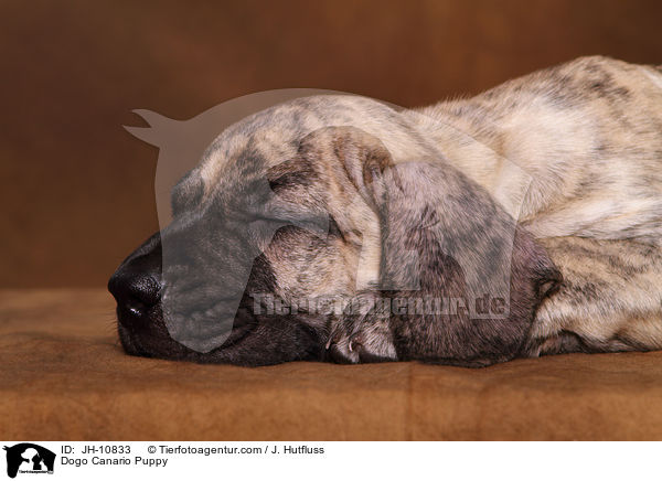 Dogo Canario Welpe / Dogo Canario Puppy / JH-10833
