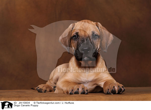 Dogo Canario Welpe / Dogo Canario Puppy / JH-10834
