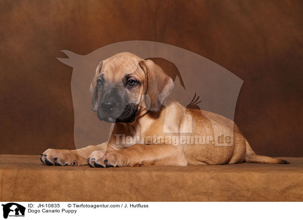 Dogo Canario Puppy / JH-10835