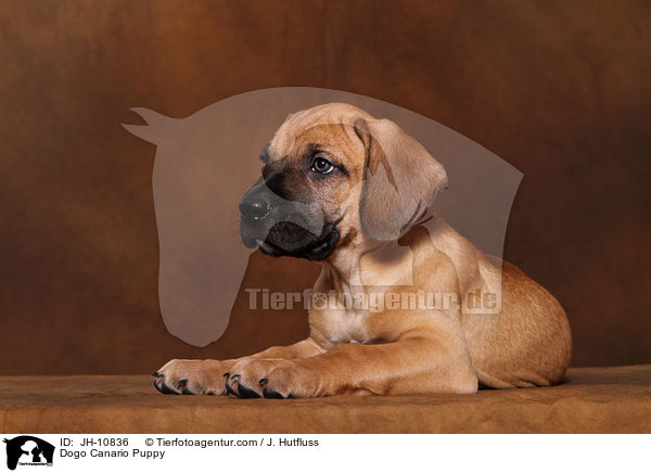 Dogo Canario Welpe / Dogo Canario Puppy / JH-10836