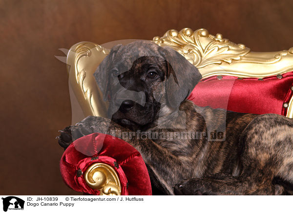 Dogo Canario Welpe / Dogo Canario Puppy / JH-10839